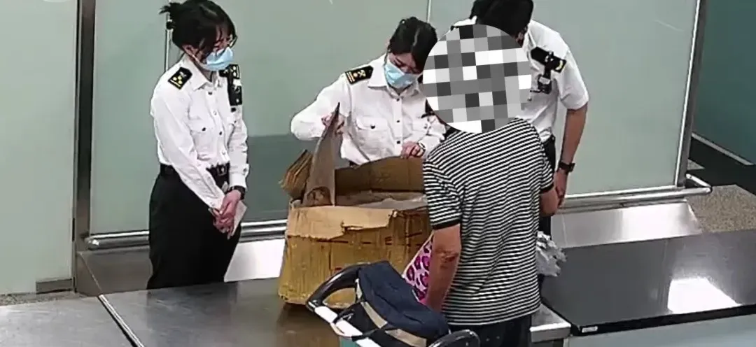 厦门机场一旅客行李散发浓烈海腥味，里面竟装有满满44件濒危鲨鱼翅，最大一件长度超60cm，海关当场查处