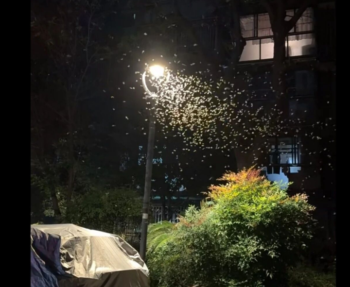 密密麻麻！今年杭州“大爆发”，啥原因？重要提醒：关窗、关灯！