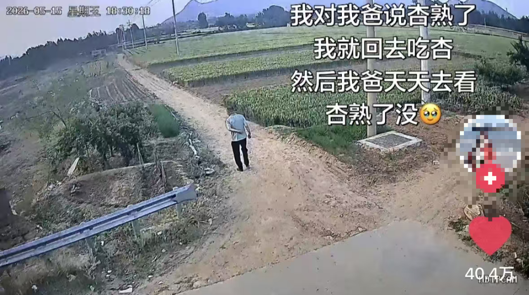“我对我爸说杏熟了我就回去吃杏，然后我爸天天去看杏熟了没”