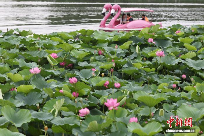南京：仲夏荷开 暗香自来